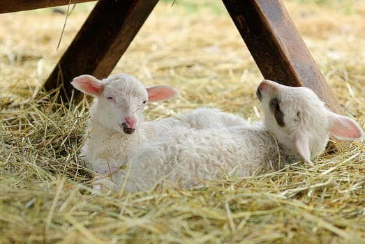 Moorschnucken