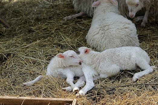 Moorschnucken