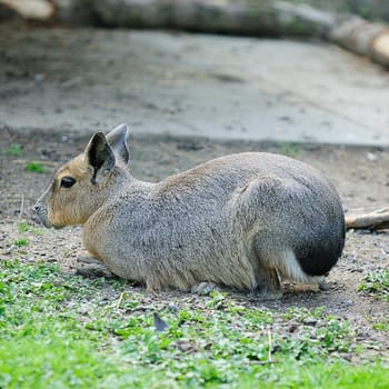 Pampas Rabbit