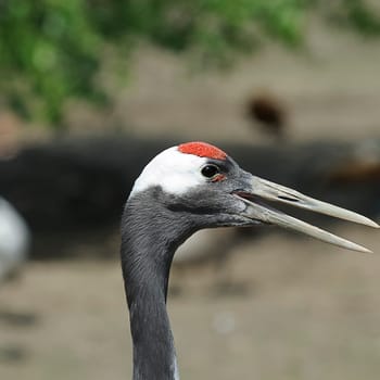heron