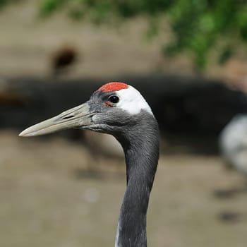 heron