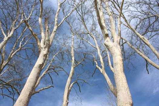 Trees cropped on nice blue sky in spring
