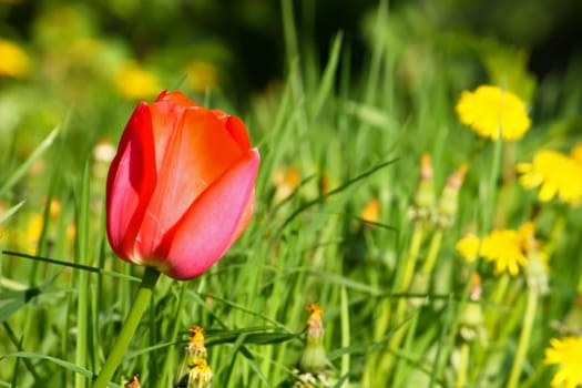 Red tulip on the green grass background