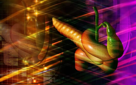 Digital illustration of pancreas in colour background