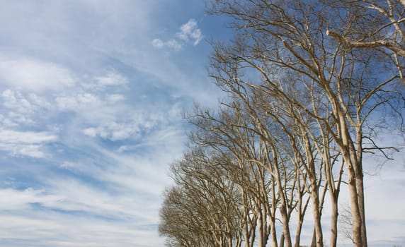 Trees cropped on nice blue sky in spring