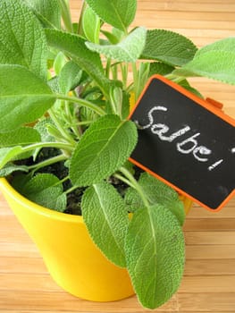 Sage in a herb pot