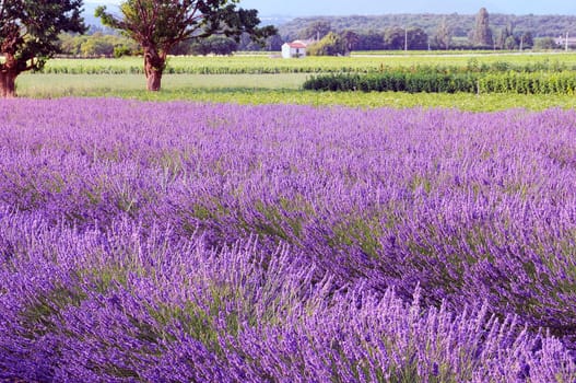 Image shows a lavender field in the region of Provence, southern France