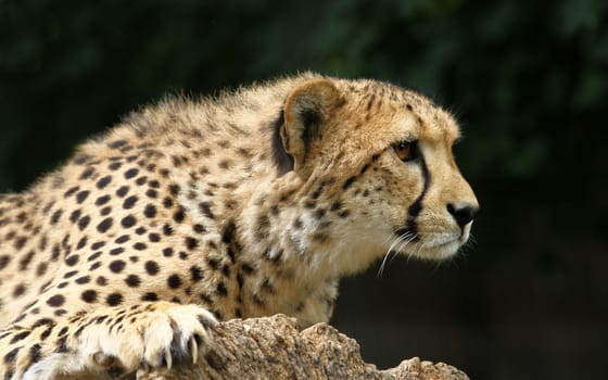 On the lookout