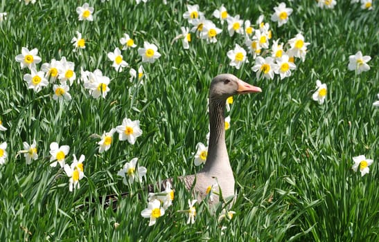 In the daffodils