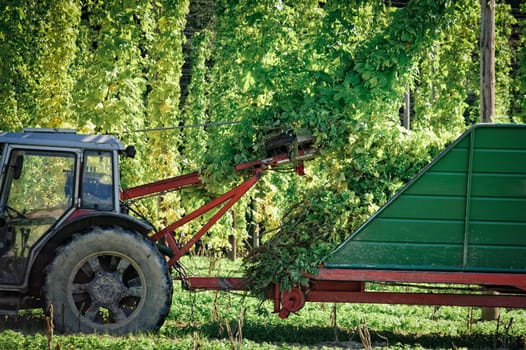 Truck being loaded with Hops in autumn