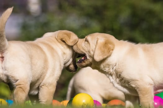 There is whispering here