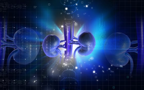 Digital illustration of kidney in colour background