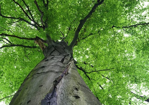 Walk in the woods, below a huge leafy tree