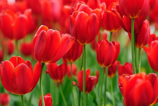 Spring greeting