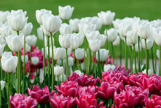 Spring greeting
