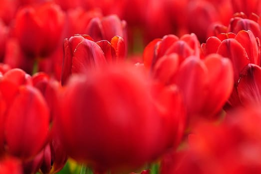 Spring greeting