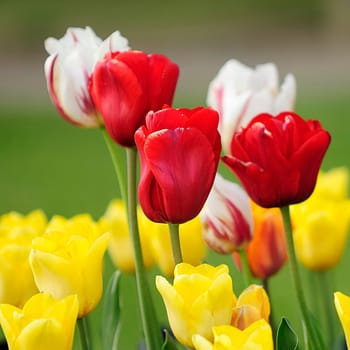 Spring greeting