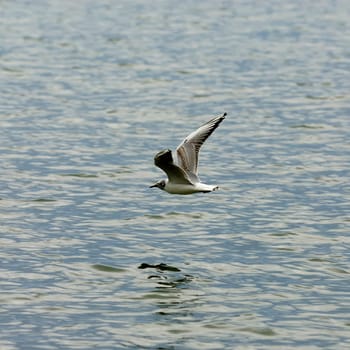 Terns
