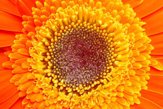 Flower of an orange gerber close-up macro