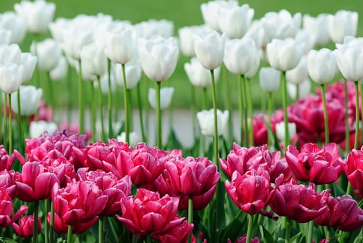 Spring greeting