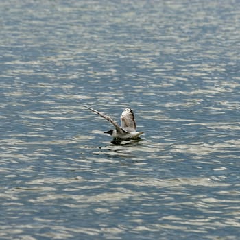 Terns