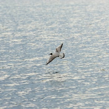 Terns
