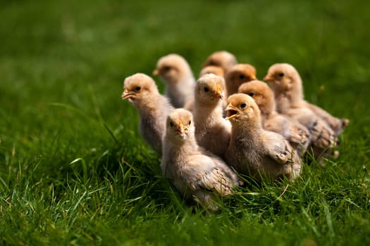 chick