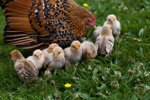 chick
