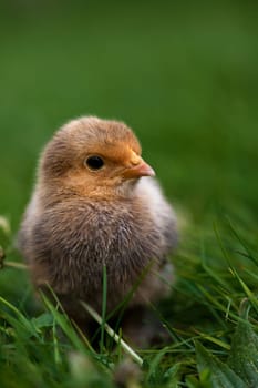 Chick....................