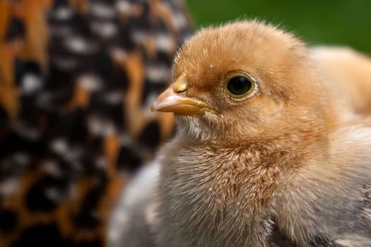 Chick...........