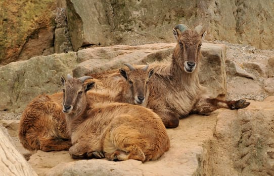 Himalayan Tahr