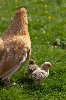 Chick......