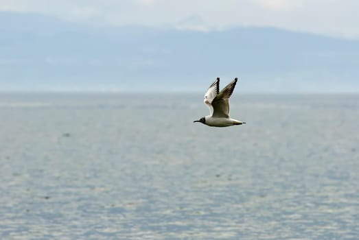 Terns