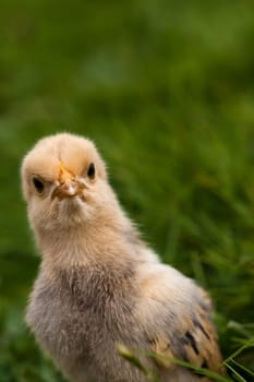 Chick.......