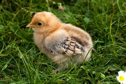 Chick................