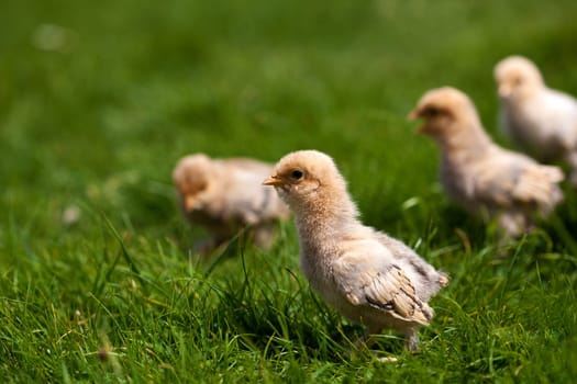 Chick.............