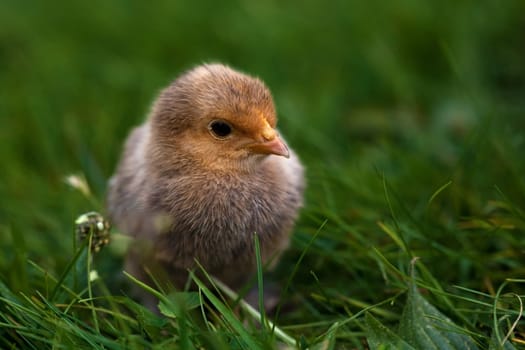 Chick.........