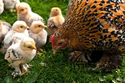 Hen with chicks ...