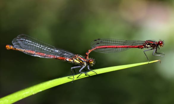 Mating of the Early Adonis Damselfly