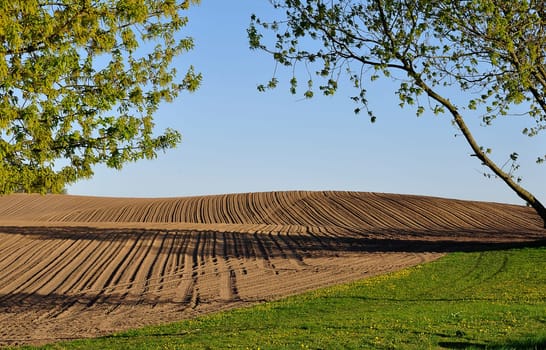 Field