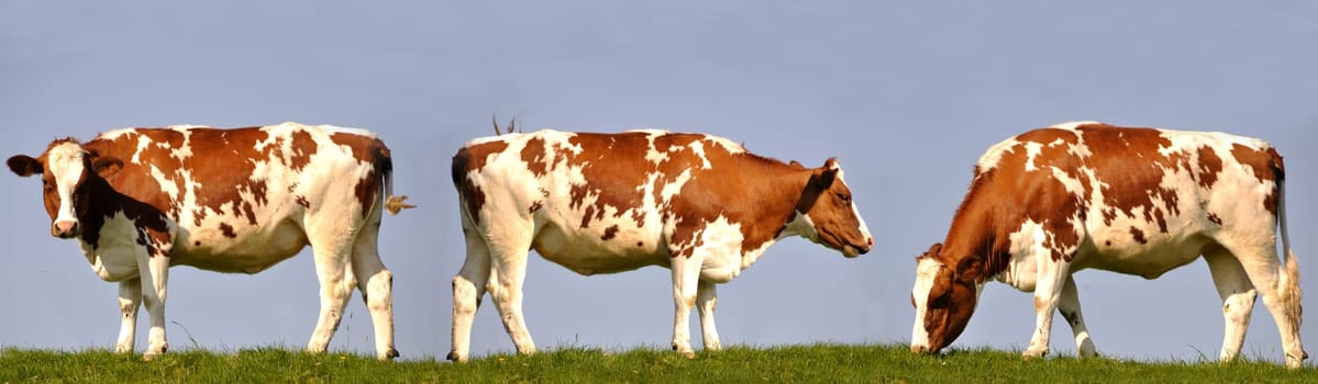three cows