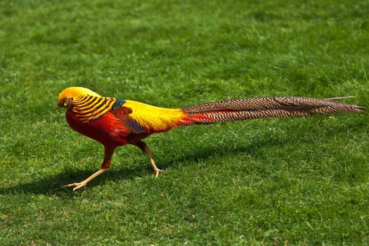Golden pheasant