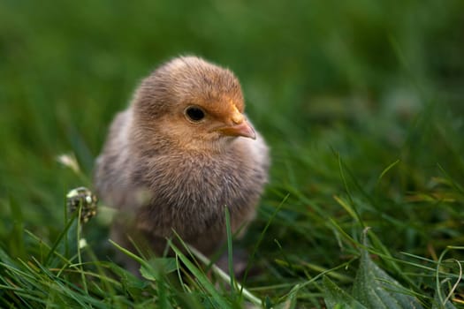 Chick....