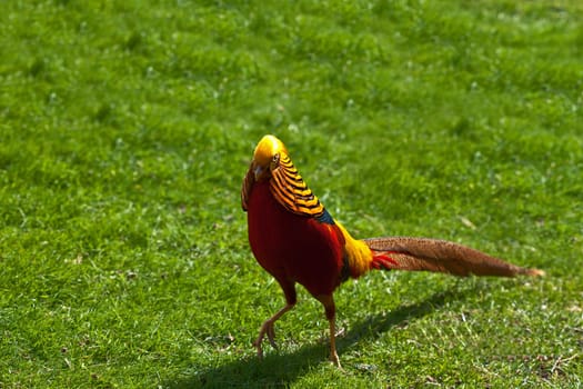 Golden pheasant