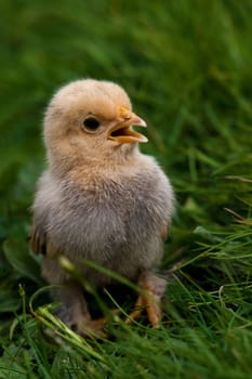 Chick..