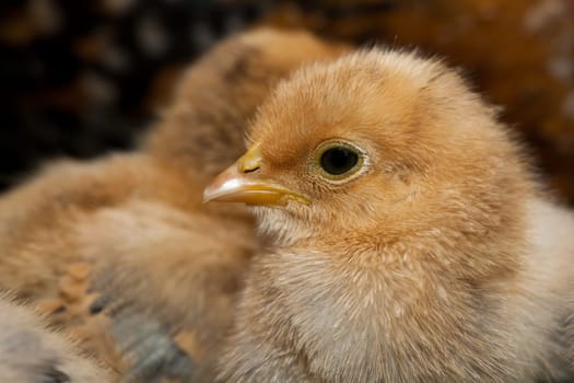Chick.....