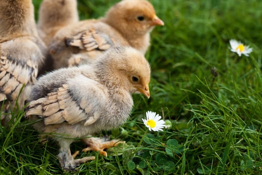 Chick......