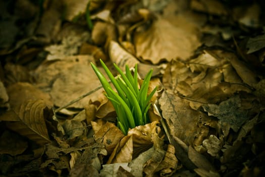 Green shoots pushing their way through dead leaves