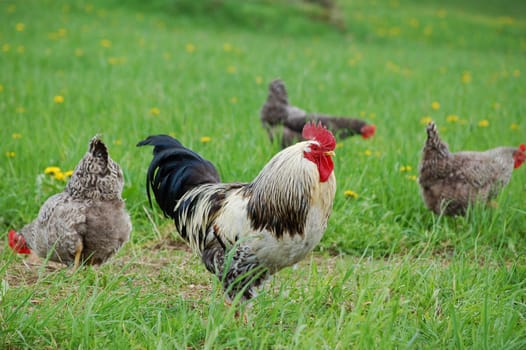 Some chicken and one cock in the grass