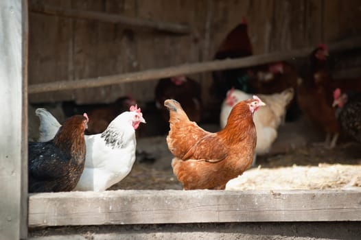 Group of chicken in an open chicken house
